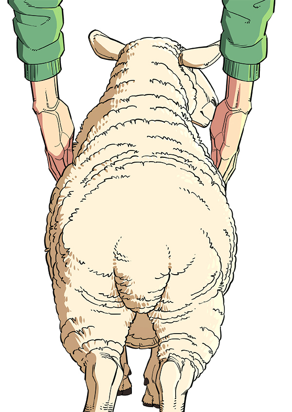 Drawing of someone assessing the rib conformation of a sheep.